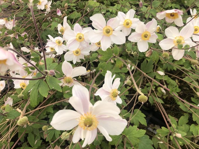 6 x Anemone 'Dainty Swan' - Anemoon - pot 9 x 9 cm