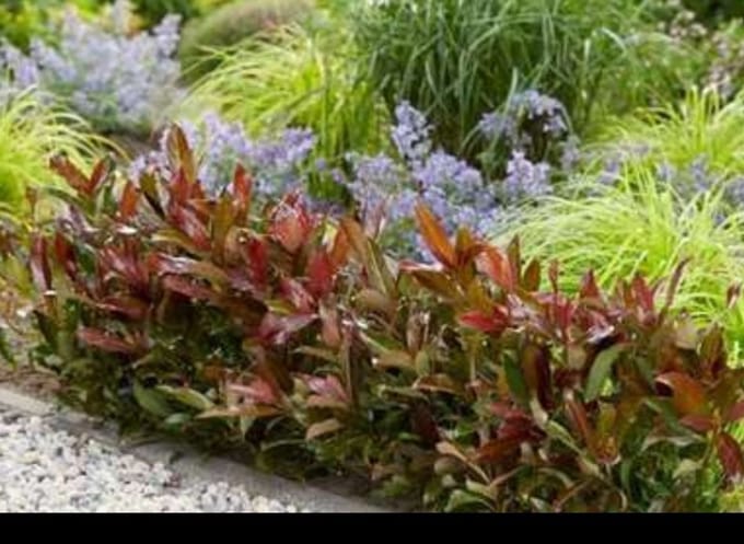 Viburnum odor. 'Coppertop'® - Sneeuwbal 30- 40 cm in pot