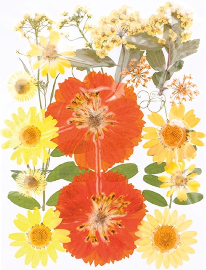 Geperste droogbloemen - Artemio