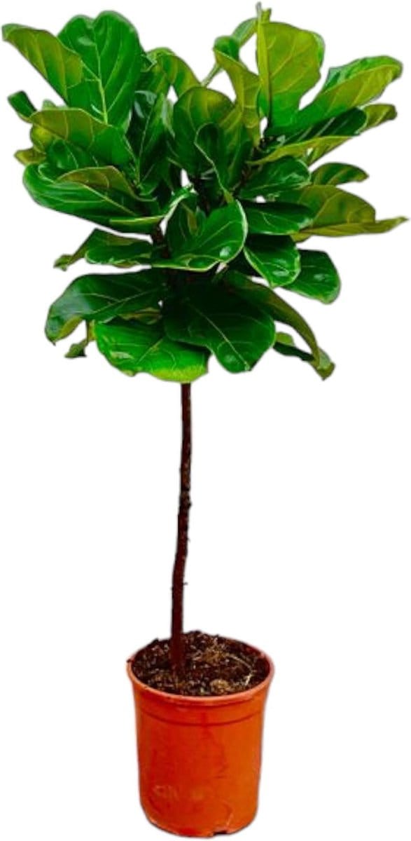 Ficus Lyrata stam - 130 cm - ø24