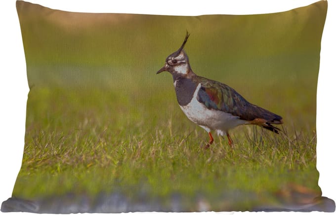 Buitenkussens - Vogel - Gras - Natuur - Dieren - Kievit - 60x40 cm - Weerbestendig
