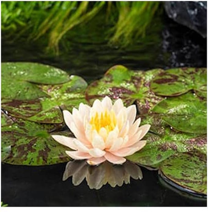 Moerings Nymphaea Clyde Ilkins | Waterlelie | In 3L Mand