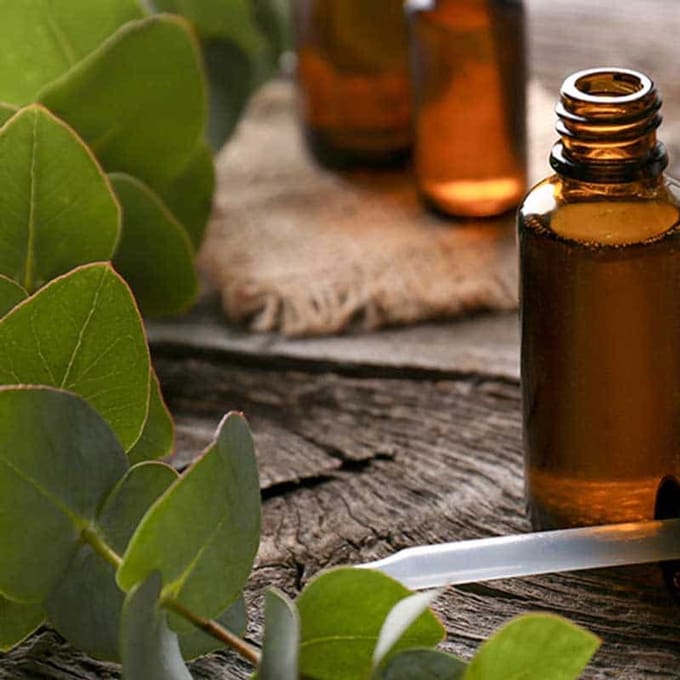 Eucalyptus Etherische Olie Biologisch - 10 ml