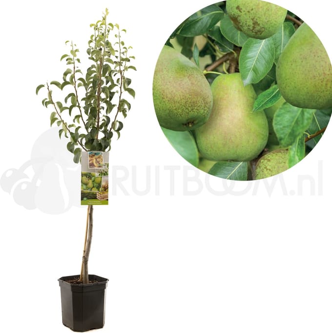 Pyrus communis Doyenné du Comice | perenboom | grote handpeer | laagstam