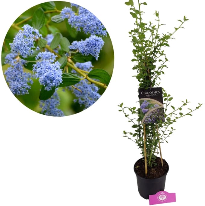 Ceanothus Spring Party, winterharde Amerikaanse sering, 2 liter pot