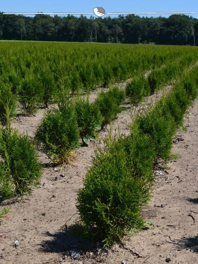 Westerse Levensboom Thuja Smaragd 80-100 cm in Pot, 3x Haagplant