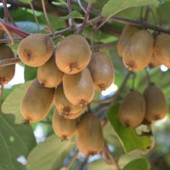 Actinidia deliciosa 'Hayward' - Kiwi , straalstempel - 50-60 cm in pot