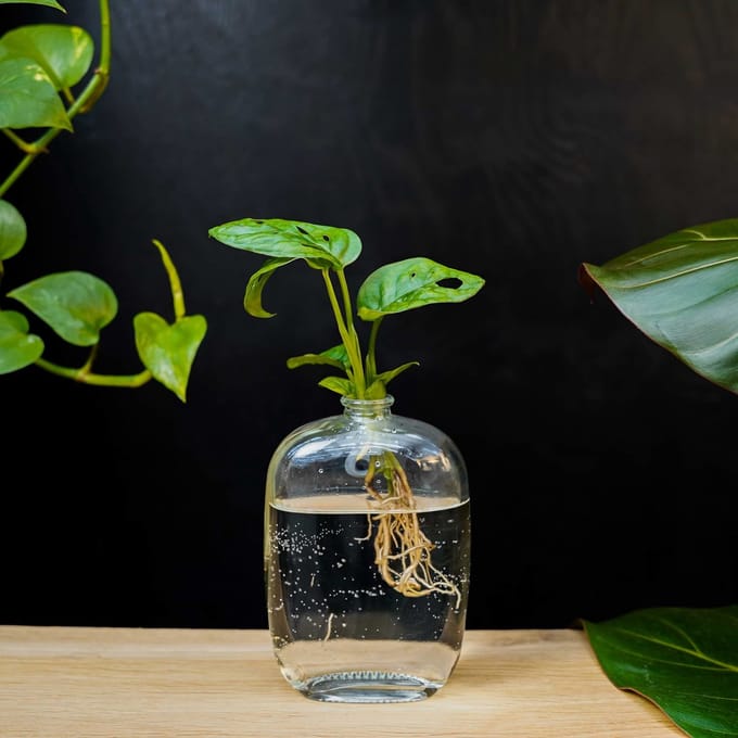 Santiago | Hydroponie | Muurdecoratie |Transparant glas |Monstera Adansonii