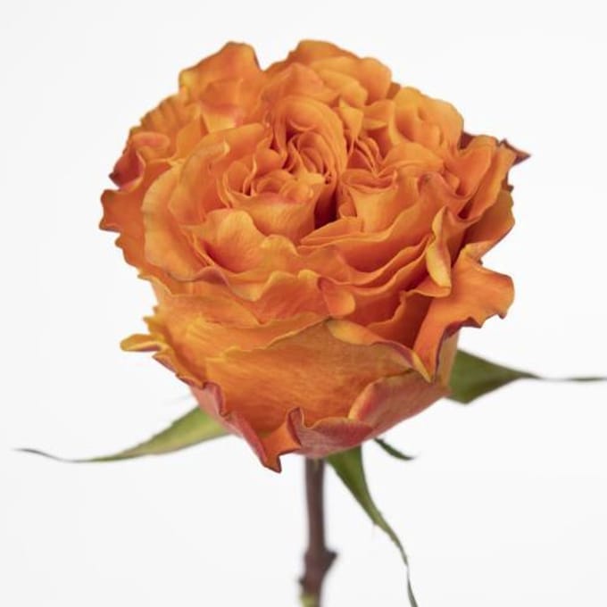 25x Rosa caramel macchiato 60cm