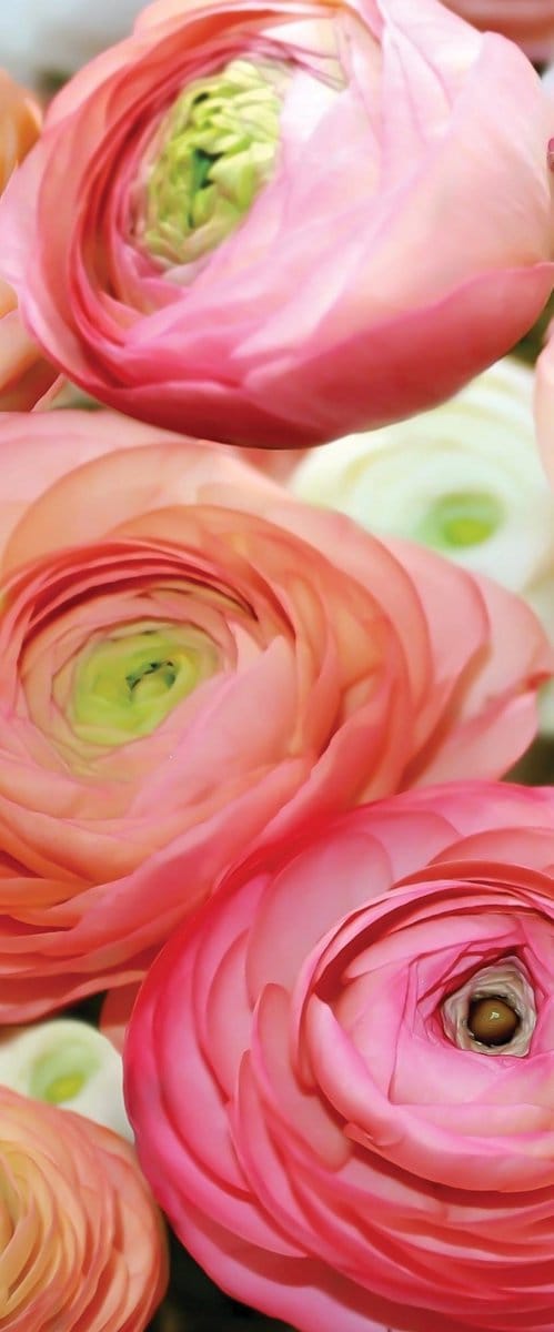 Flowers Peonies Colours Photo Wallcovering