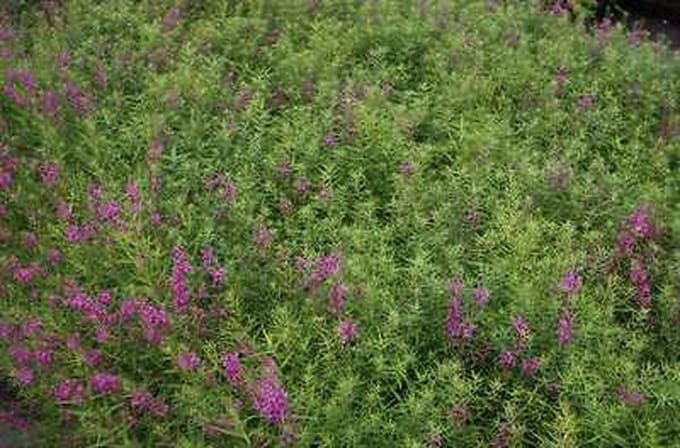 6x Kattenstaart - Lythrum sal. 'Swirl' | 9x9 cm pot