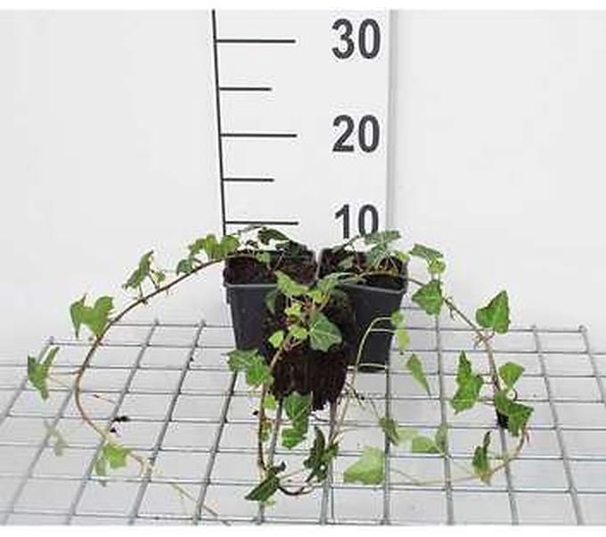 12x Gewone Klimop - Hedera helix | 9x9 cm pot