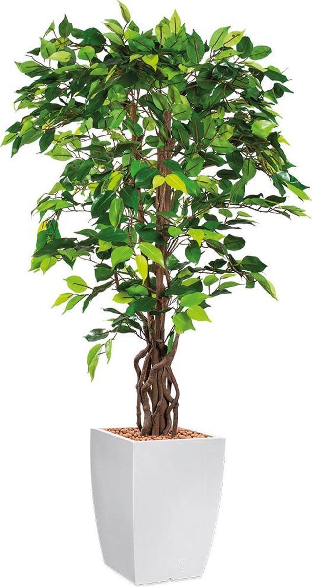 Kunstplant Ficus in Genesis vierkant H155 cm