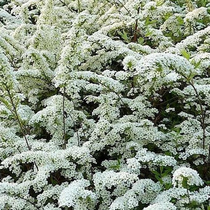 Spiraea Arguta - Spierstruik;Sneeuwspirea 30-40 cm pot