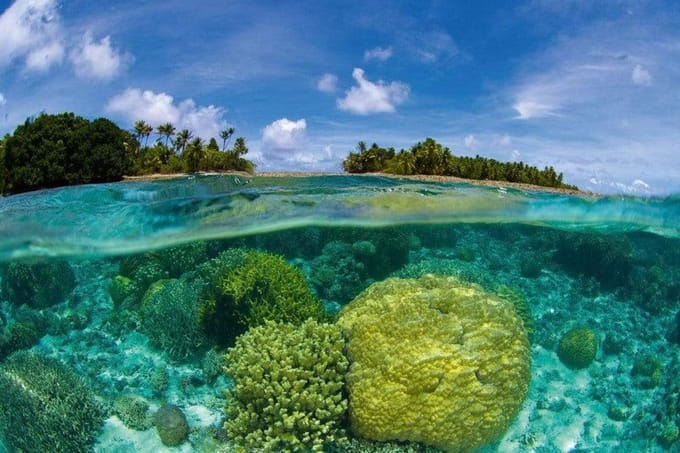 Fotobehang - Coral Reef 375x250cm - Vliesbehang