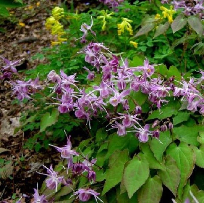 6 x Epimedium Grandiflorum 'Lilafee' - Elfenbloem pot 9x9cm