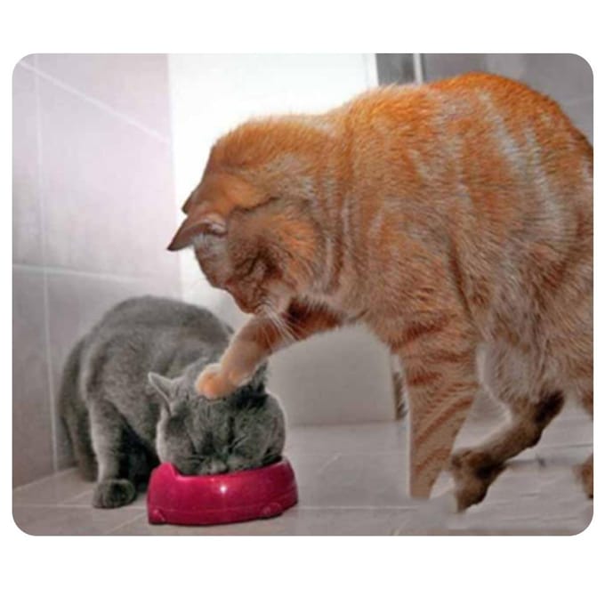 CAT-9 Muismat Leuke Kattenfoto Antislip Gaming Muismat Vervanging voor PC Computer Laptop CAT-7 brown