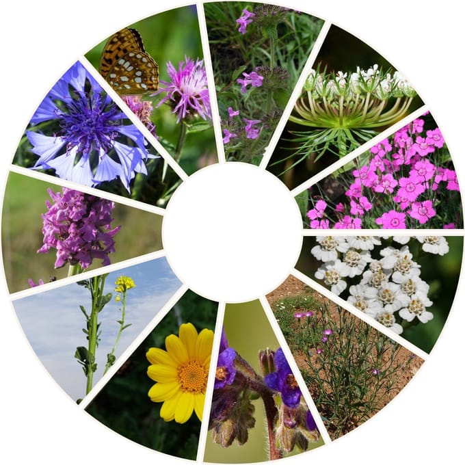 Snacktar - Nectarrijk bloemenmengsel zaden