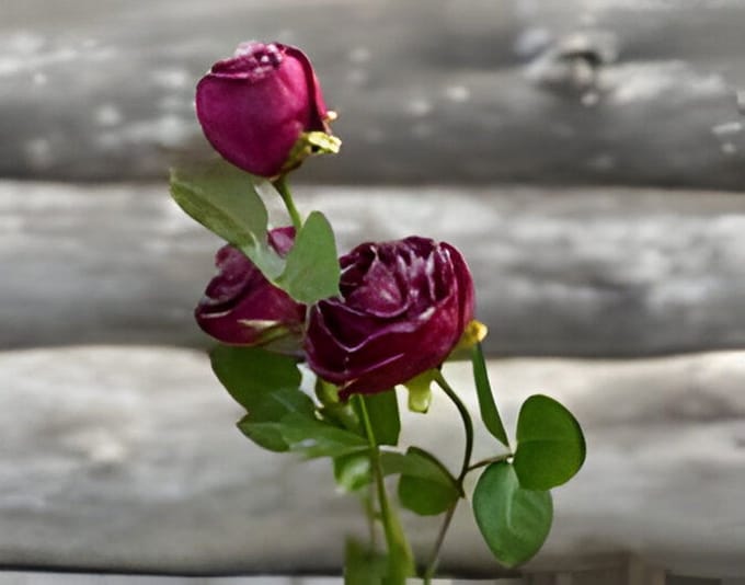 Roze 3 knopen donkerrood Buitengewoon de Boet