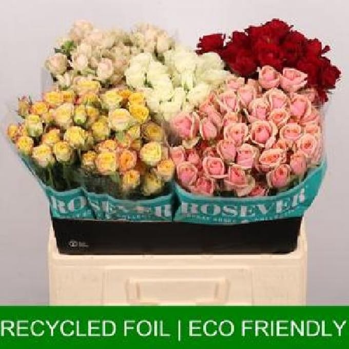 60x Rosa mix var.(t) 40cm