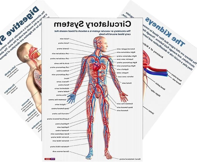 Anatomie Poster Set - Lichaamskaarten - Studie Hulp - 16 Delige Set - 26x20.8 cm - Gekleurd
