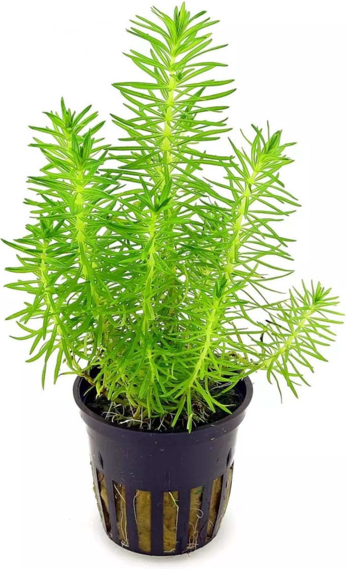 Moerings Pogostemon Erectus in 5 cm pot