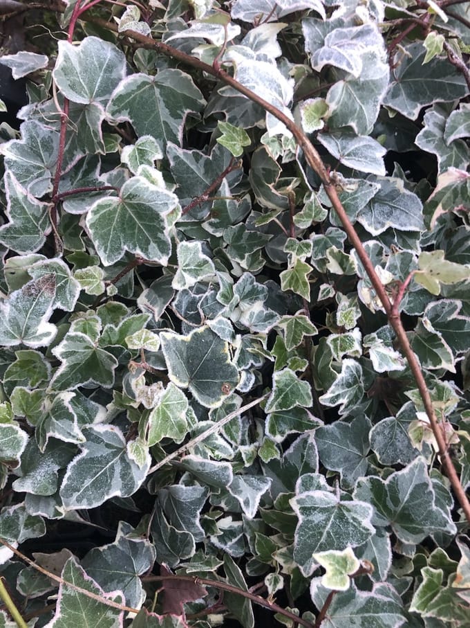 12 x Hedera Helix 'Glacier' - Decoratieve Klimop pot 9x 9 cm