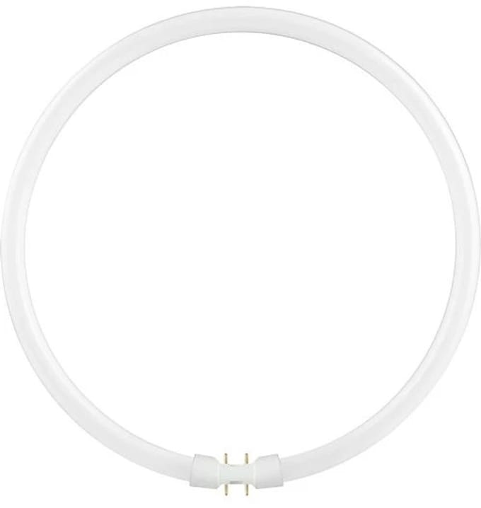 Schiefer 2GX13 T5 TL-Buis | 40W 3000K 2500lm 830 | 305mm