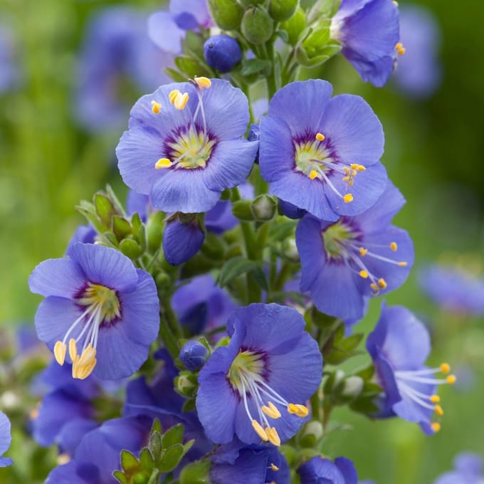 6 x Polemonium Caeruleum -  Jakobsladder pot 9x9cm