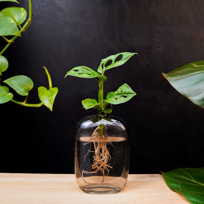 Santiago | Hydroponie | Muurdecoratie | Grijs glas |Monstera Adansonii