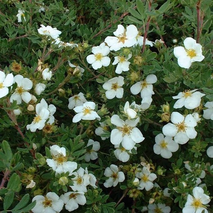 Potentilla Fruticosa 'Abbotswood' - Struikganzerik 20-25 cm pot