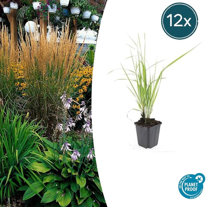 12x Struisriet 'Karl Foerster' | Calamagrostis acutiflora 10-25cm
