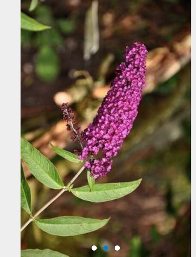 Buddleja davidii 'Royal Red' - Vlinderstruik 40 - 60 cm in pot