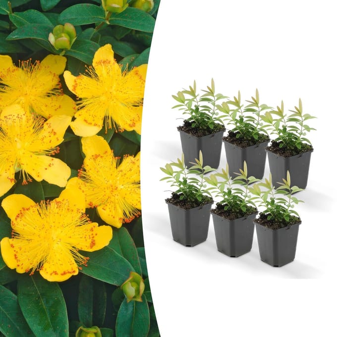6x Hypericum calycinum - 10-25cm - Ø9cm