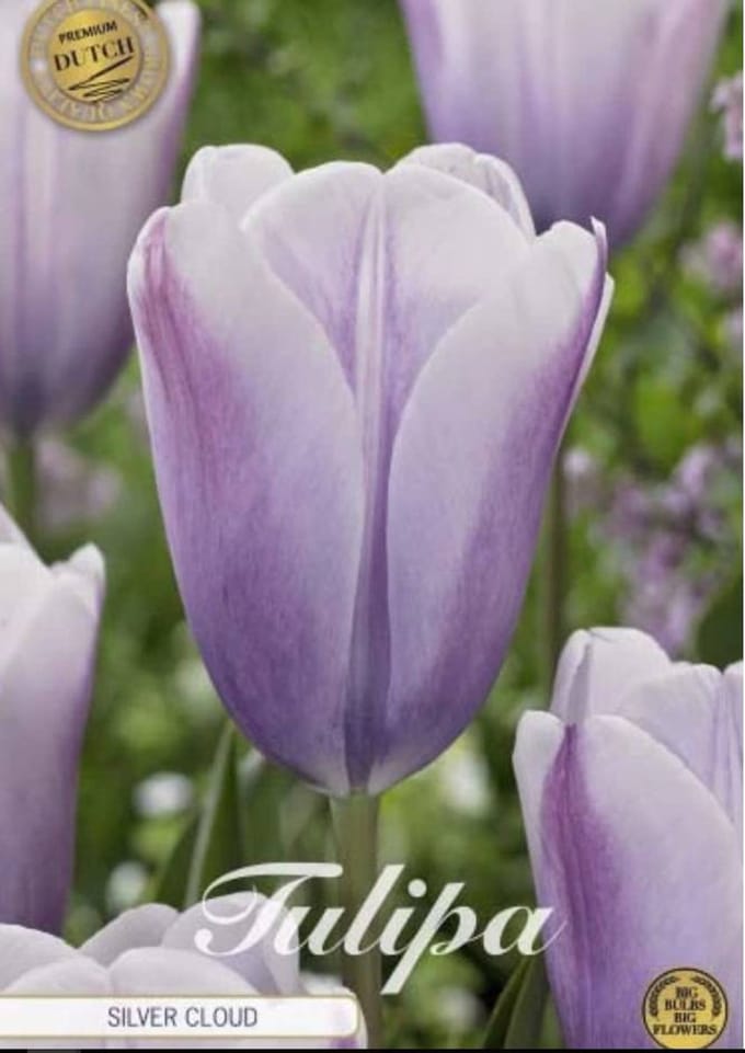 Dutch Finest Quality bloembollen - Tulpen Tulp Triumph Silver Cloud x5 12/+s