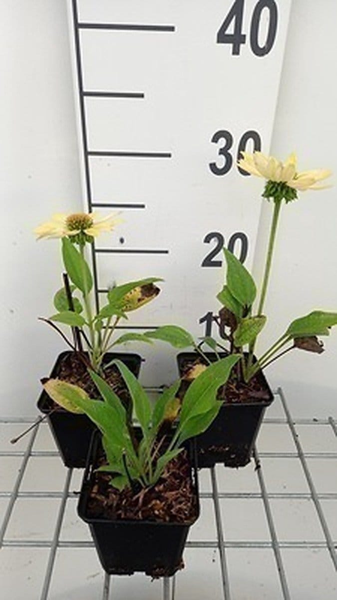 6x Zonnehoed - Echinacea purp. Chiquita' | pot 9 x 9 cm