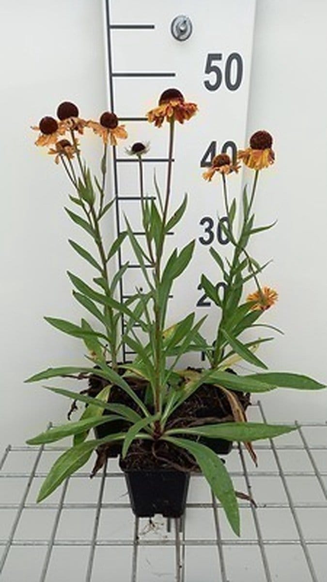 6x Zonnekruid - Helenium hybr. 'Carmen' | 9x9 cm pot