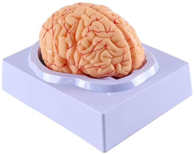 Dailygoods- Nepbrein 8-delig - Anatomisch Model - PVC - Onderwijs - Digitale Identificatiegegevens - Duurzame Basis - Makkelijk te Delen - Hersenenmodel
