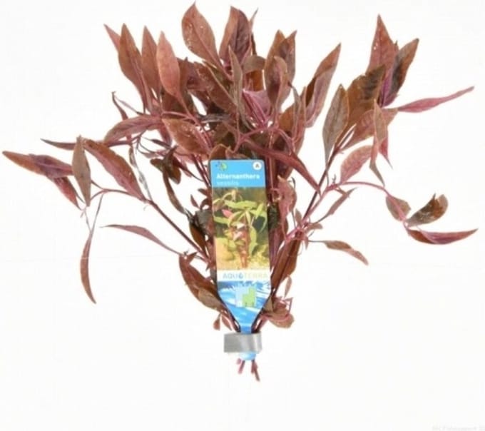 Moerings Alternanthera Sessilis | Koperkleurig papegaaienblad | in Terracotta Ring
