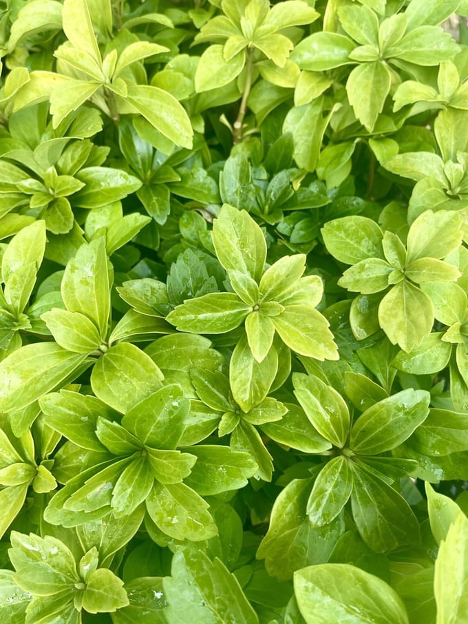 12x Schaduwkruid - Pachysandra terminalis | 9x9 cm pot