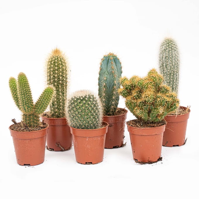 Cactus Set van 12 - ↑ 8–12 cm