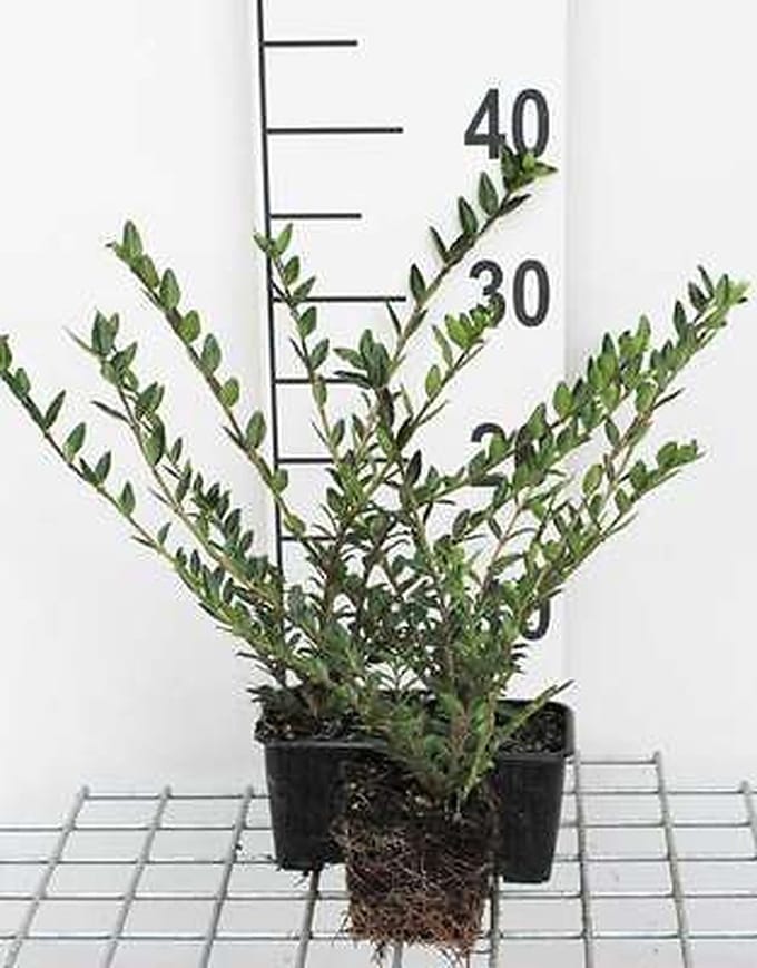 12x Kamperfoelie - Lonicera pileata | 9x9 cm pot