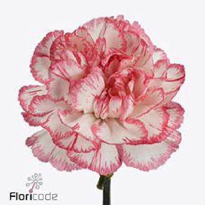 20x Dian.bacarat pink 60cm