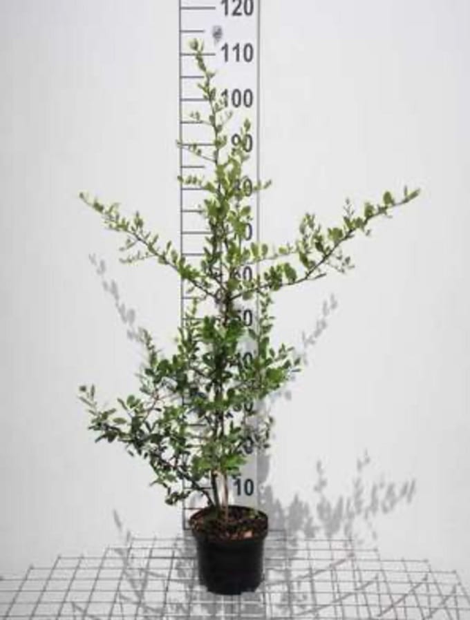 Pyracantha cocc. 'Red Column' - Vuurdoorn 60-80 cm | pot