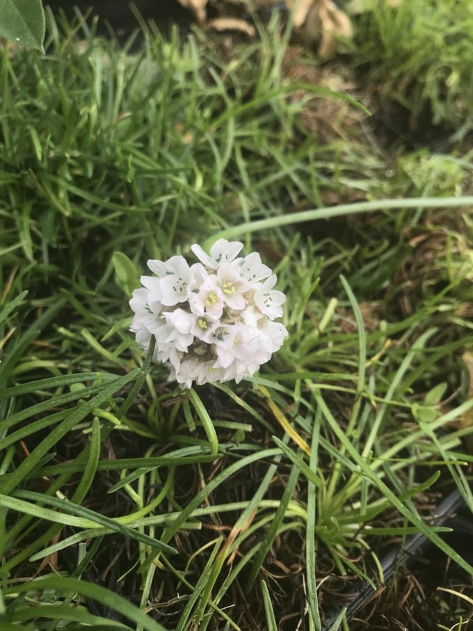 6 x Armeria maritima 'Alba' - Engels gras, strandkruid - P9 Pot (9 x 9cm) - Dima Vaste Planten