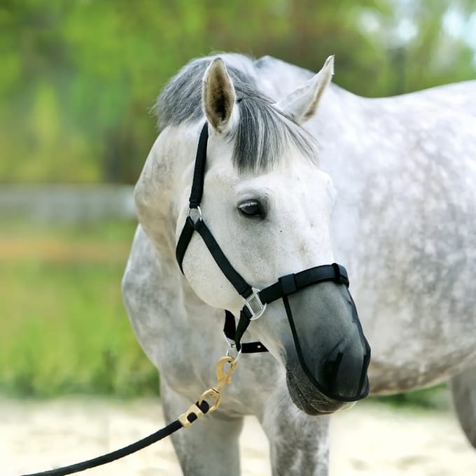 Anti-fly Neusmasker voor Paard York