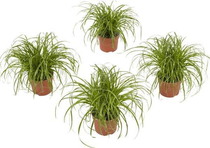 4 stuks Kattengras - Cyperus Alternifolius 'Zumula' 20cm hoog