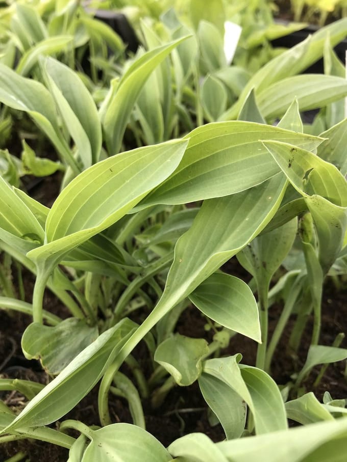 6 x Hosta 'Beauty Little Blue' (Mini) - Hartlelie - P9 Pot (9 x 9cm) - Dima Vaste Planten