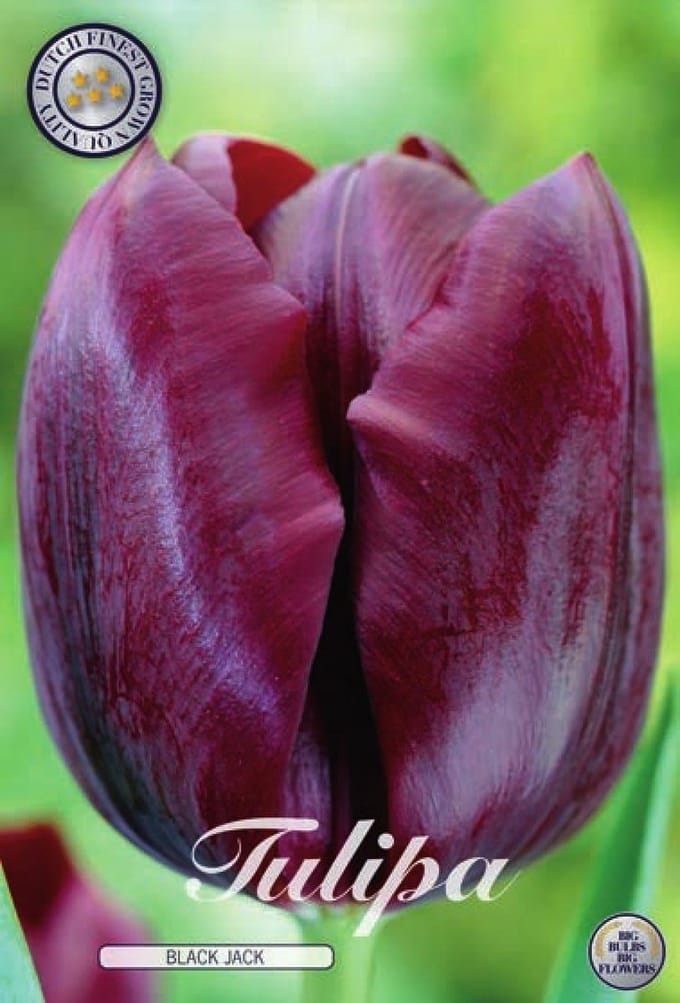 Black Jack Triumph Tulpenbollen Bolmaat 12+ 10 Bloembollen