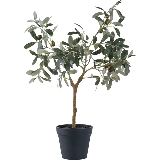 Kamerplant House Nordic Olive Tree